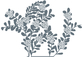 Pittosporum